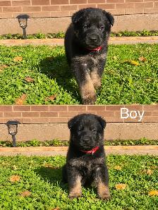 German Shepard puppies looking for loving homes - Photo 6