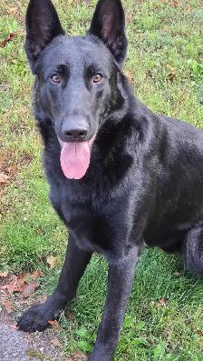 German Shepard puppies looking for loving homes - Photo 8