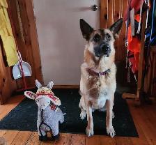 German Shepard puppies looking for loving homes - Photo 9