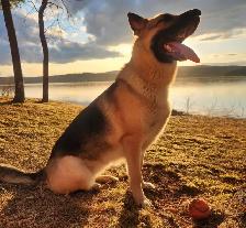 German Shepard puppies looking for loving homes - Photo 10