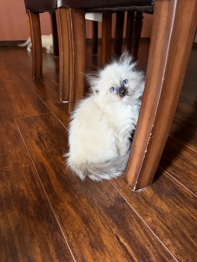Looking for a Little Bundle of Love?