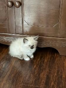 Looking for a Little Bundle of Love? - Photo 2