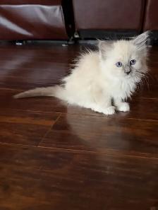 Looking for a Little Bundle of Love? - Photo 3