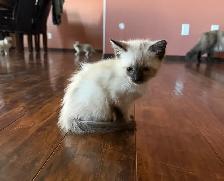 Looking for a Little Bundle of Love? - Photo 4