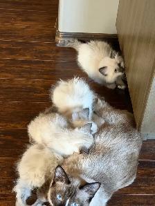 Looking for a Little Bundle of Love? - Photo 5