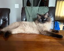 Looking for a Little Bundle of Love? - Photo 7