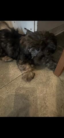 2 chiots - Photo 2