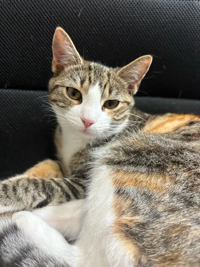 Two 21 Week Old Calico Cats a 7 Week Old Orange Tabby