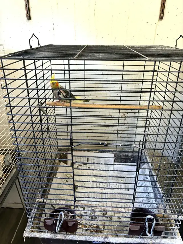 Cockatiel with Cage - Rehomed