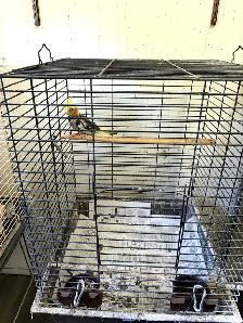 Cockatiel with Cage - Rehomed