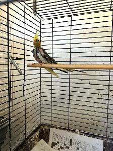 Cockatiel with Cage - Rehomed - Photo 2
