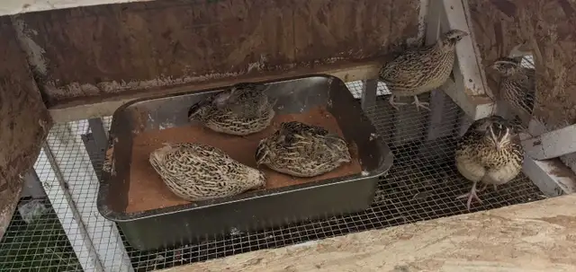 14 Female jumbo coturnix laying quail w/cage
