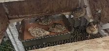 14 Female jumbo coturnix laying quail w/cage