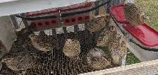 14 Female jumbo coturnix laying quail w/cage - Photo 2