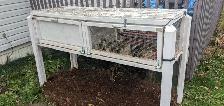 14 Female jumbo coturnix laying quail w/cage - Photo 4