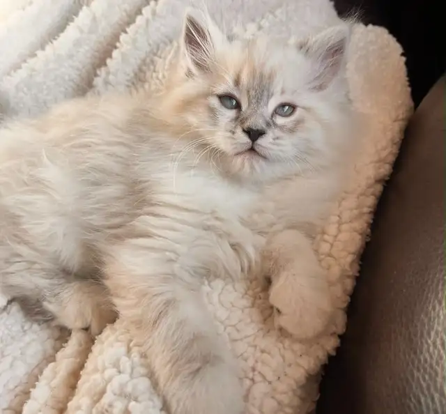 Dollface (Chinchilla) Persian X Ragdoll Female Kitten