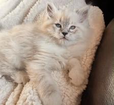 Dollface (Chinchilla) Persian X Ragdoll Female Kitten