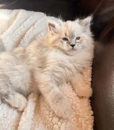 Dollface (Chinchilla) Persian X Ragdoll Female Kitten - Photo 2