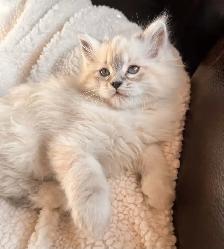 Dollface (Chinchilla) Persian X Ragdoll Female Kitten - Photo 3