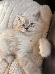 Dollface (Chinchilla) Persian X Ragdoll Female Kitten - Photo 4