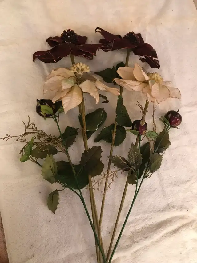 Poinsettias bourgogne/blanc, hauteur 21/26po. 10$