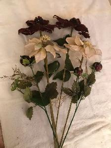 Poinsettias bourgogne/blanc, hauteur 21/26po. 10$
