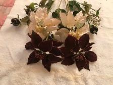 Poinsettias bourgogne/blanc, hauteur 21/26po. 10$ - Photo 3