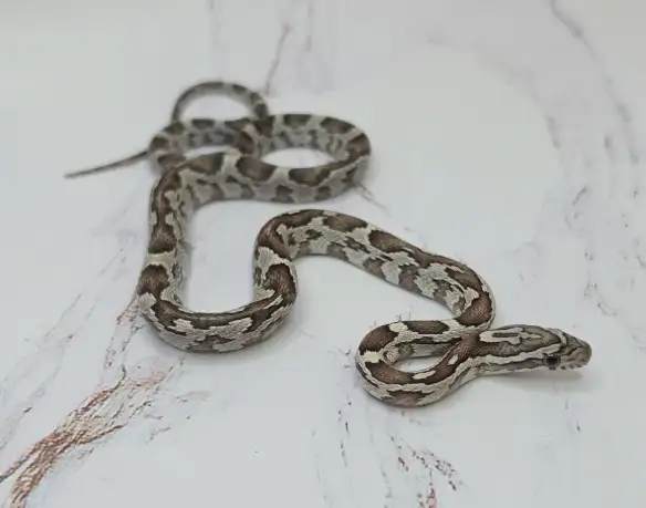 serpent des blés anery