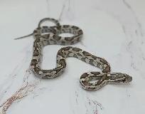 serpent des blés anery