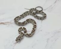 serpent des blés anery - Photo 2