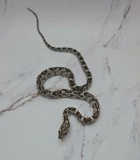 serpent des blés anery - Photo 3