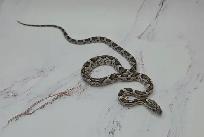 serpent des blés anery - Photo 4