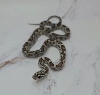 serpent des blés anery - Photo 5