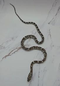 serpent des blés anery - Photo 6