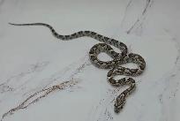 serpent des blés anery - Photo 7