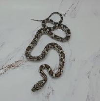 serpent des blés anery - Photo 8