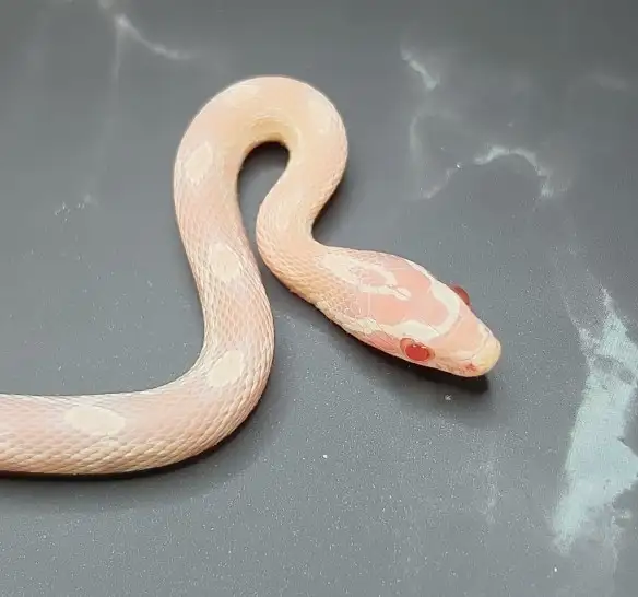 serpent des blés snow
