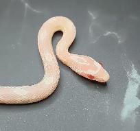 serpent des blés snow