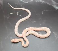 serpent des blés snow - Photo 2