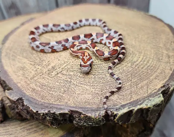 serpent des blés okeetee femelle