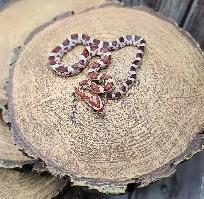 serpent des blés okeetee femelle - Photo 2