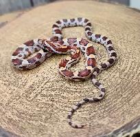 serpent des blés okeetee femelle - Photo 3