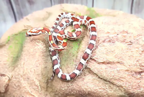 serpent des bles, mâle, okeetee