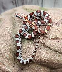serpent des bles, mâle, okeetee - Photo 2