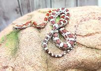 serpent des bles, mâle, okeetee - Photo 4