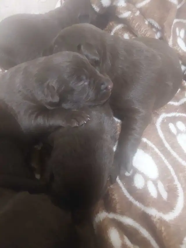 Chocolate Lab Puppies