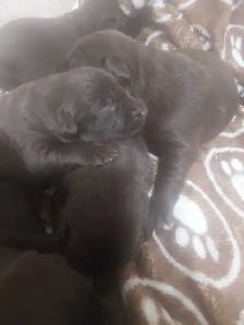 Chocolate Lab Puppies