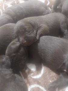 Chocolate Lab Puppies - Photo 2