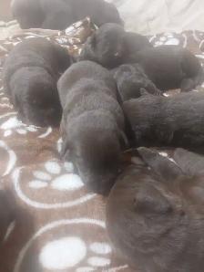 Chocolate Lab Puppies - Photo 3