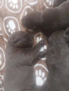 Chocolate Lab Puppies - Photo 4